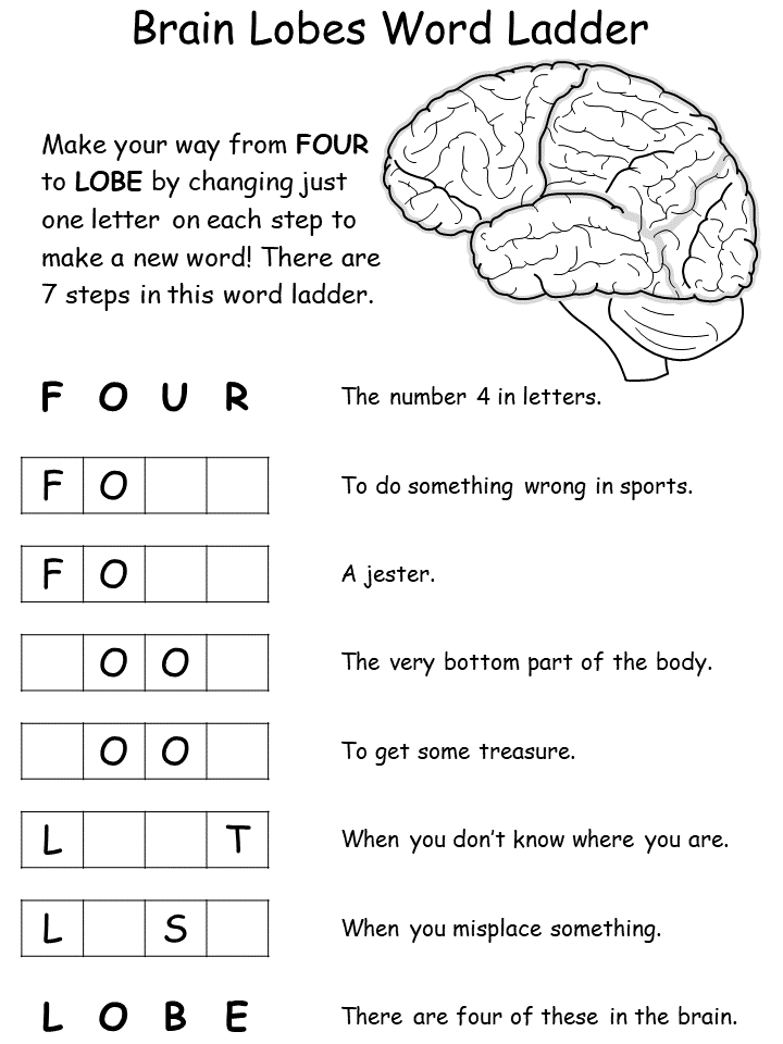 brain lobes word ladder worksheet