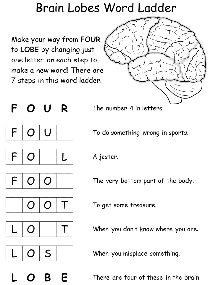 brain lobes word ladder worksheet