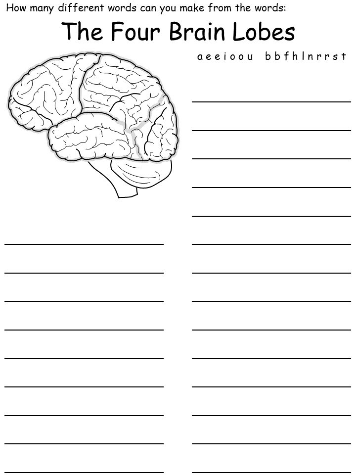brain lobes wordmine worksheet