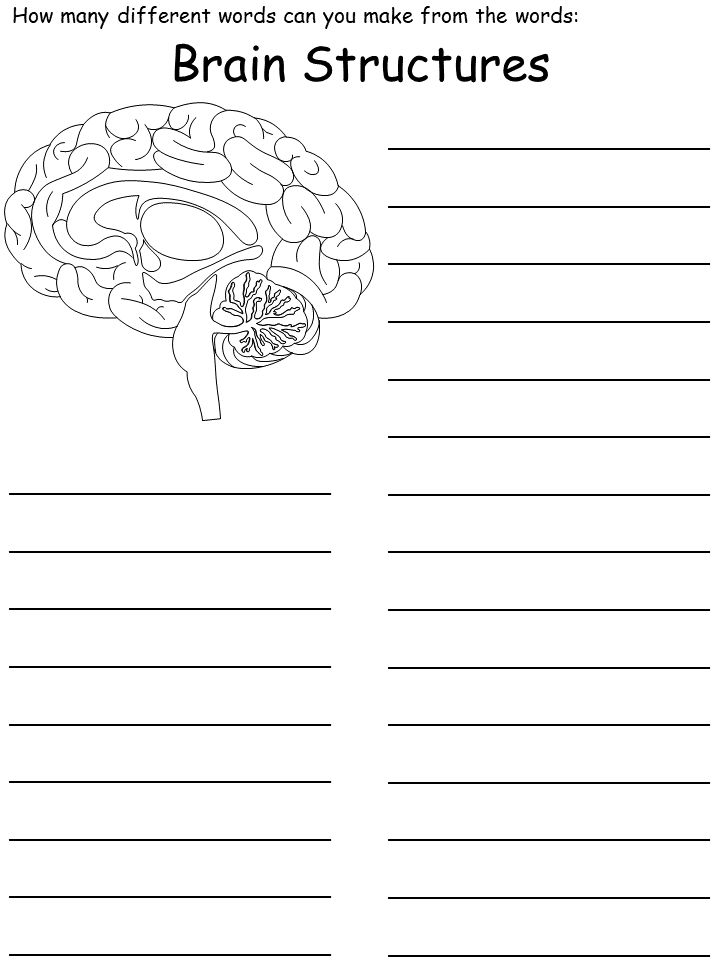 brain structures wordmine worksheet