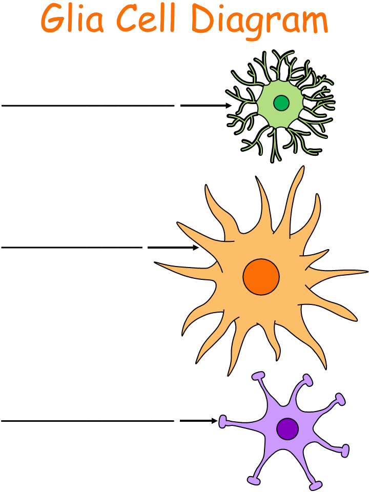 glia cells diagram worksheet