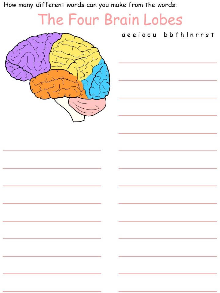 brain lobes wordmine worksheet