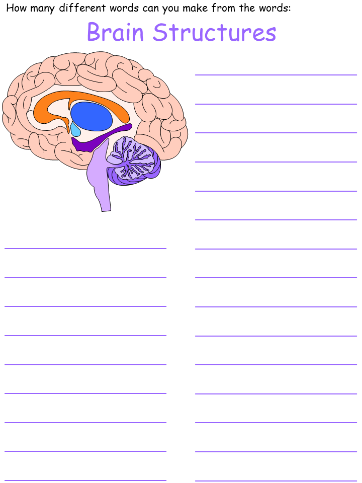 brain structures wordmine worksheet