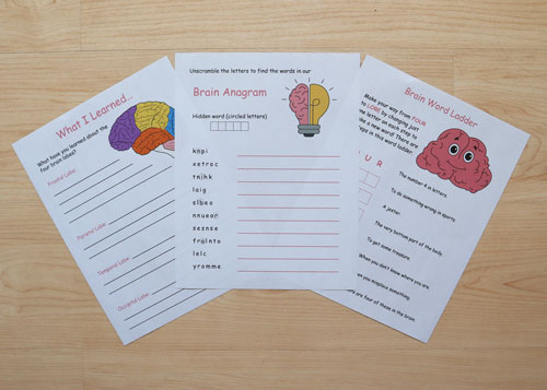 brain-themed worksheets